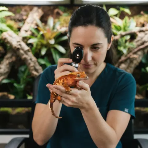Crested Gecko Health and Wellness