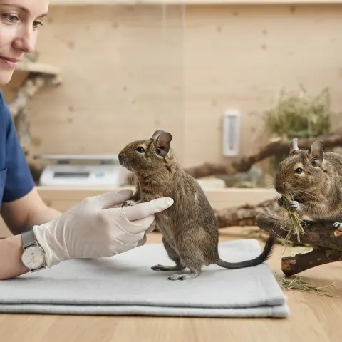 Degu Health and Wellness