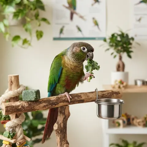 Conure Health and Wellness