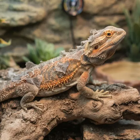 Reptile Shedding and Skin Watch Guide